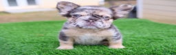French Bulldog dogs for sale: French Bulldog Puppy 1 - Ad 1