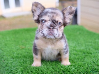 French Bulldog dogs French Bulldog Puppy 1 - Ad 4