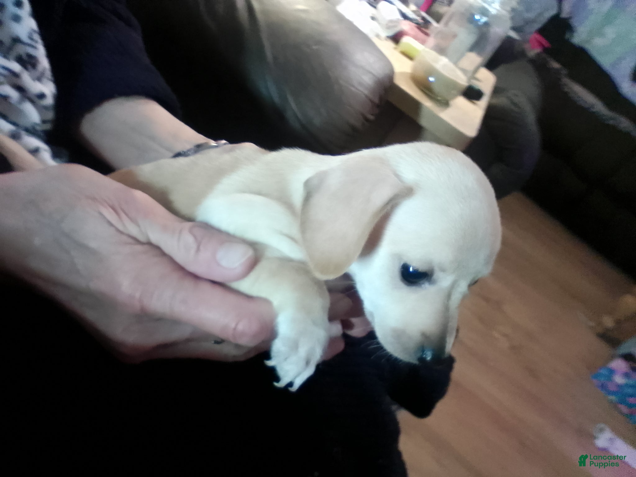 Chiweenie dogs Chiweenie Puppy 2 - Ad 4