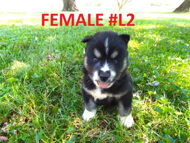 Siberian Husky dogs for sale: Siberian Husky female #2 - Ad 1