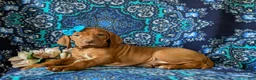 Vizsla dogs for sale: Kami - Ad 5