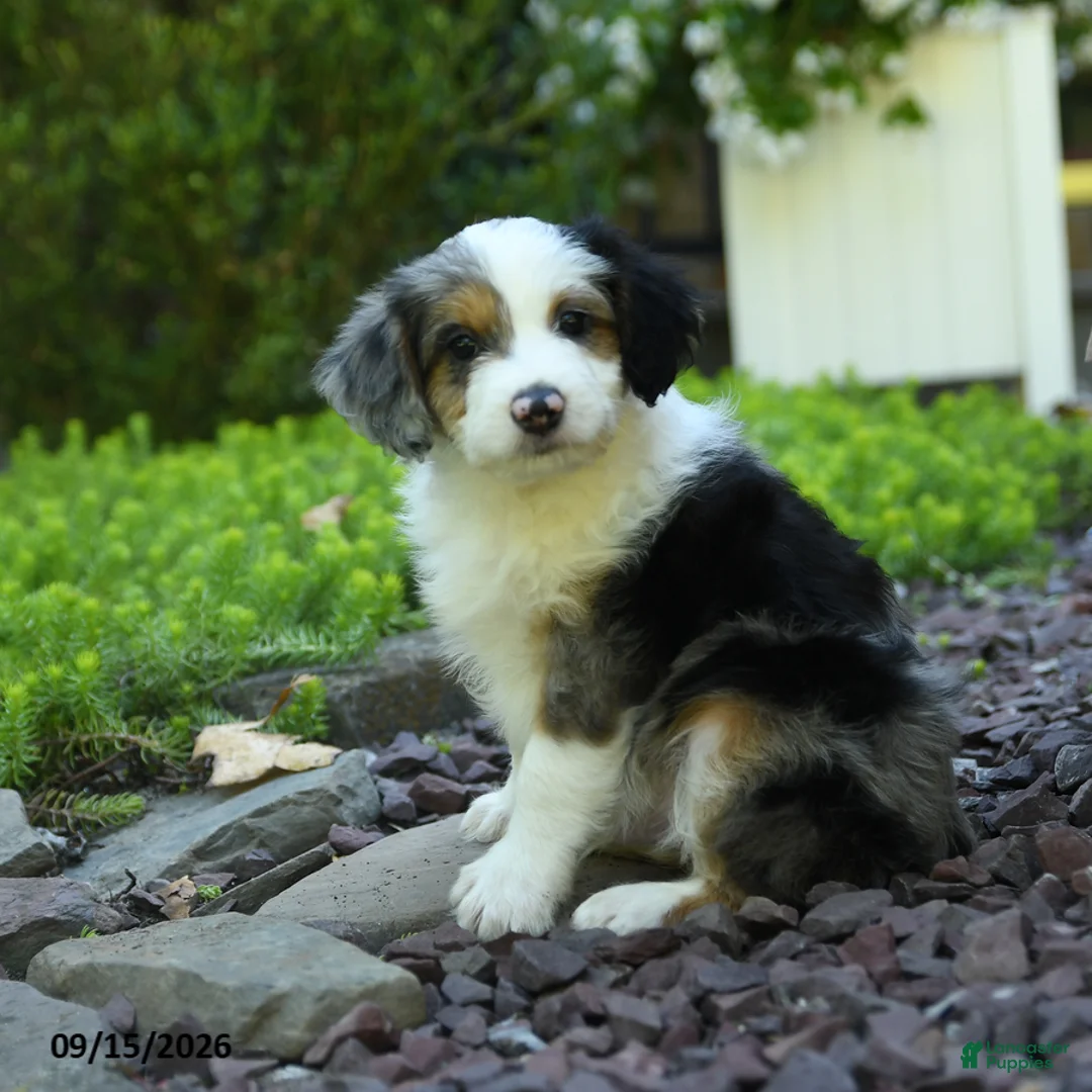 Aussiedoodle dogs for sale: Parker - Ad 1