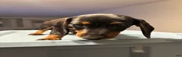 Miniature Dachshund dogs for sale: Mindy  - Ad 8