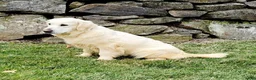 Golden Retriever dogs for sale: Louie - Ad 5