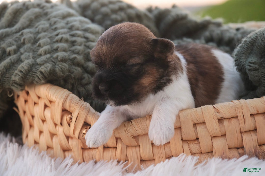 Havanese dogs Biscuit Havanese  - Ad 2