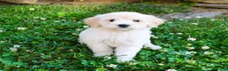 Mini Goldendoodle dogs for sale: Kathy - Ad 4