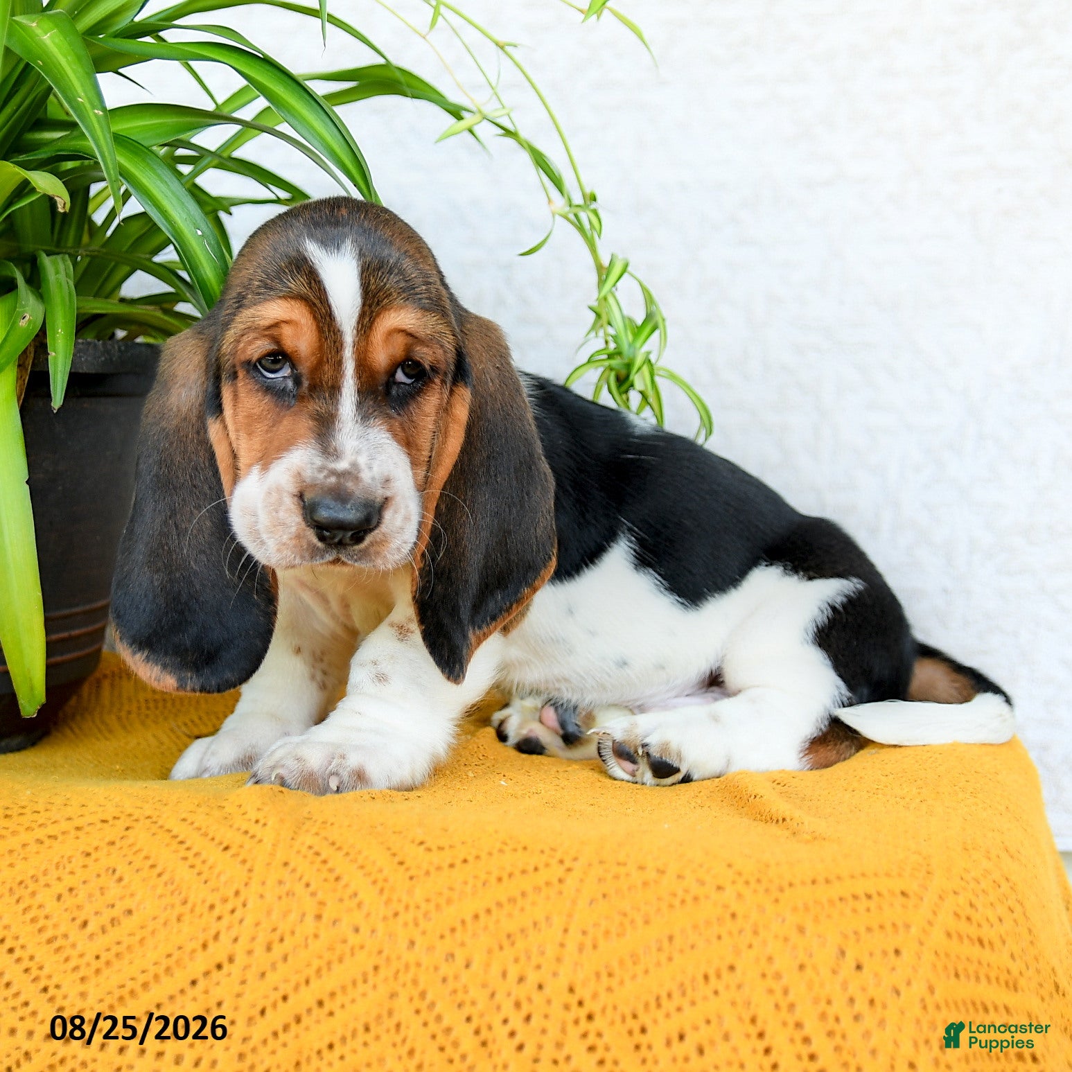 Basset Hound dogs Darcy - Ad 2