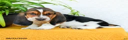 Basset Hound dogs for sale: Darcy - Ad 2
