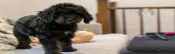 Bernedoodle dogs for sale: Olympic - Ready Now! - Ad 23