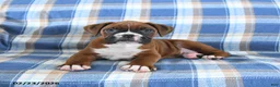 Boxer dogs for sale: Champion - Ad 3