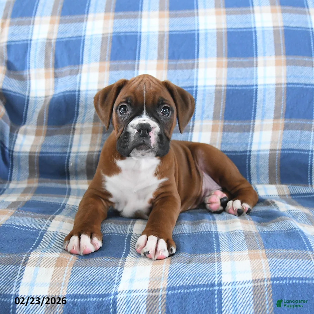 Boxer dogs for sale: Champion - Ad 3
