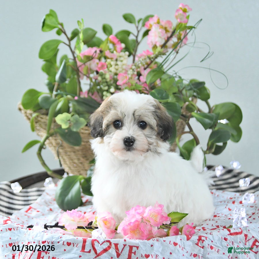 Havapoo dogs Enzo - Ad 5