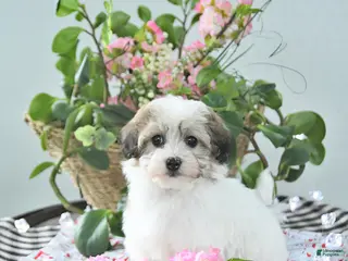 Havapoo dogs Enzo - Ad 5