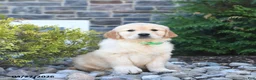 Golden Retriever dogs for sale: Gracie - Ad 1