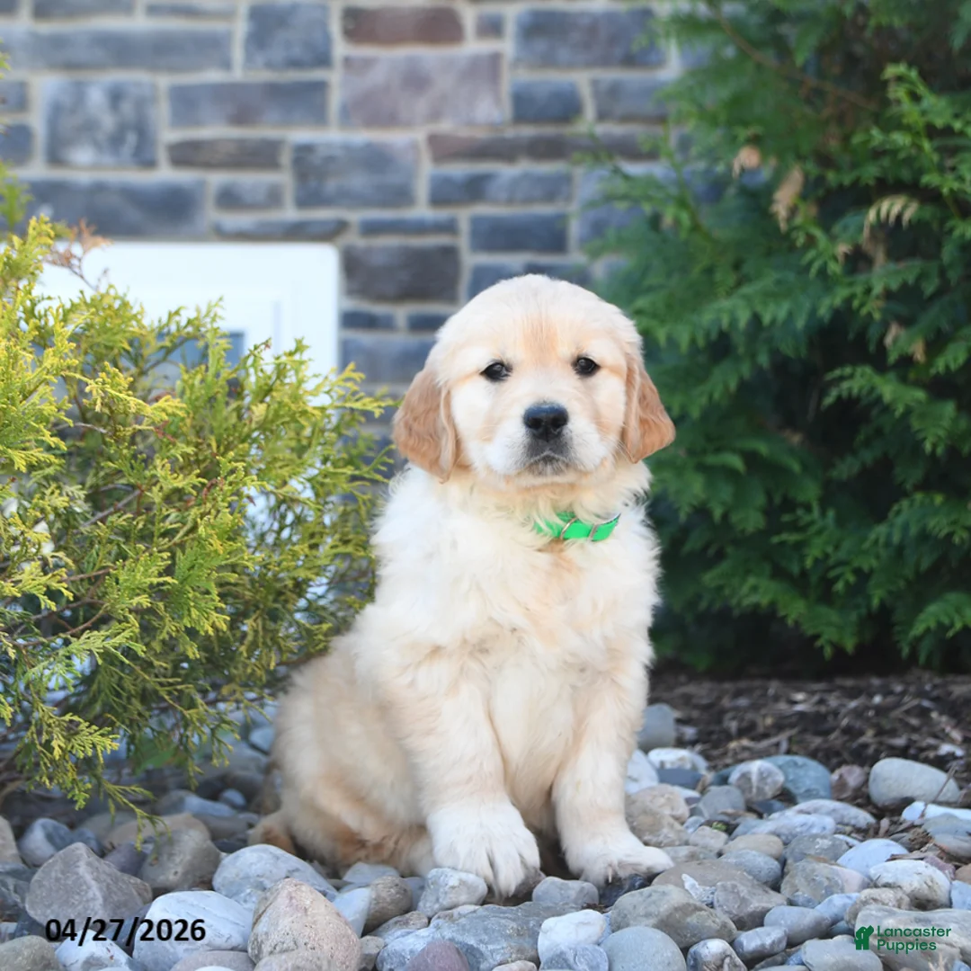 Golden Retriever dogs for sale: Gracie - Ad 1