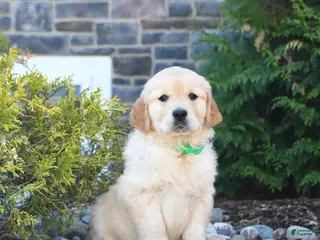 Golden Retriever dogs for sale: Gracie - Ad 4
