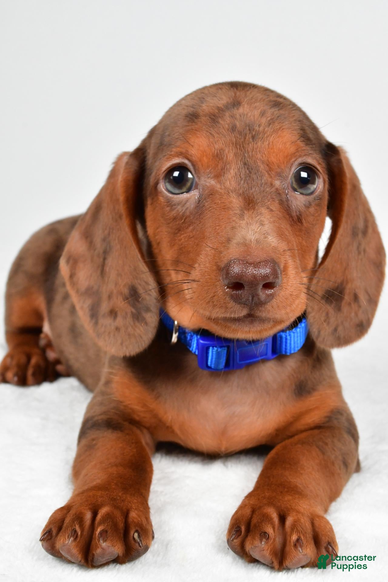 Miniature Dachshund dogs Asher - Ad 2