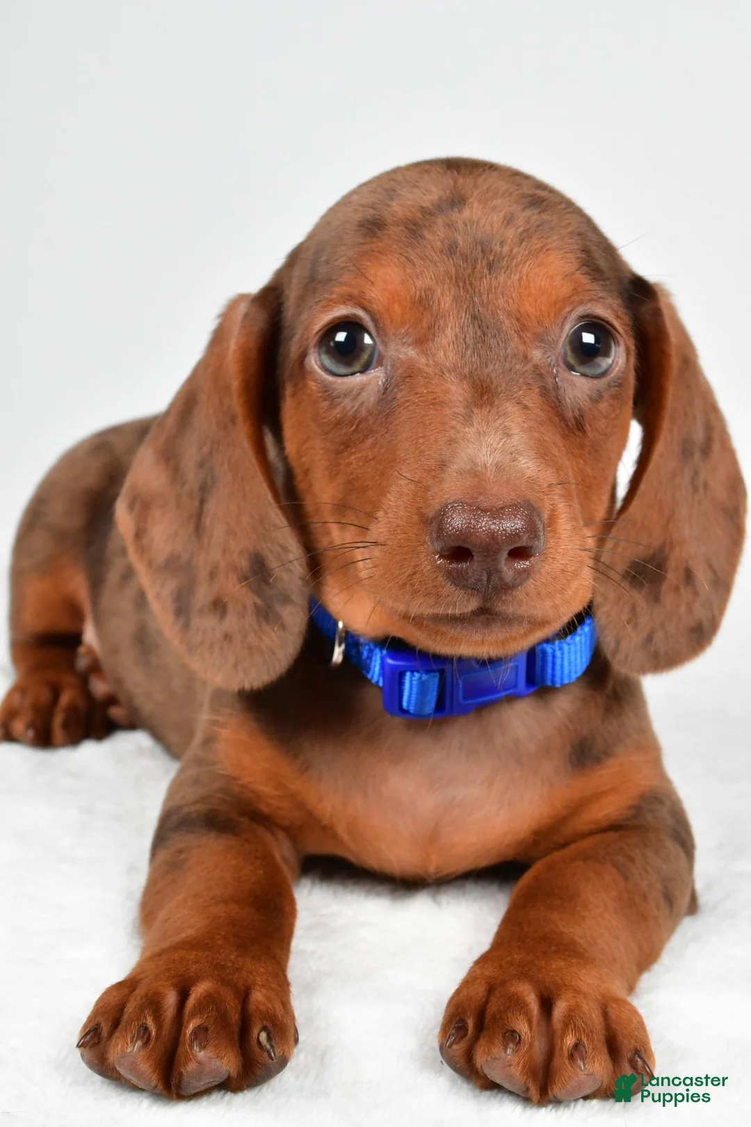 Miniature Dachshund dogs for sale: Asher - Ad 2