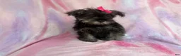 Miniature Schnauzer dogs for sale: Phoebe - Ad 4