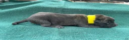 Mixed Breed dogs for sale: Male Puppy 4 - Ad 4