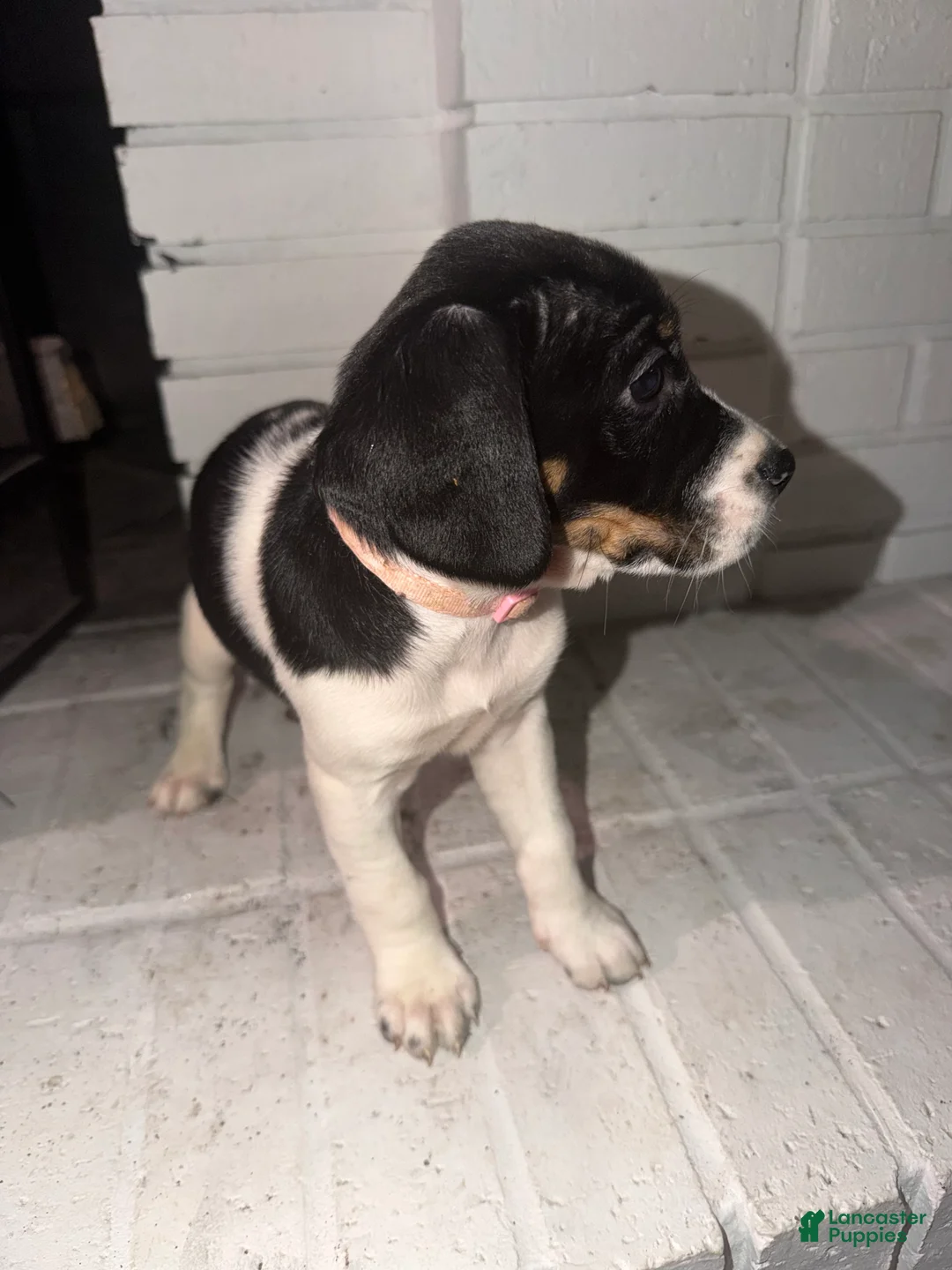 English Springer Spaniel dogs for sale: English Springer Spaniel Puppy 2 - Ad 2