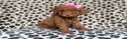Cockapoo dogs for sale: Macey - Ad 7