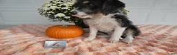 Mixed Breed dogs for sale: Mixed Breed 2 Milo - Ad 7