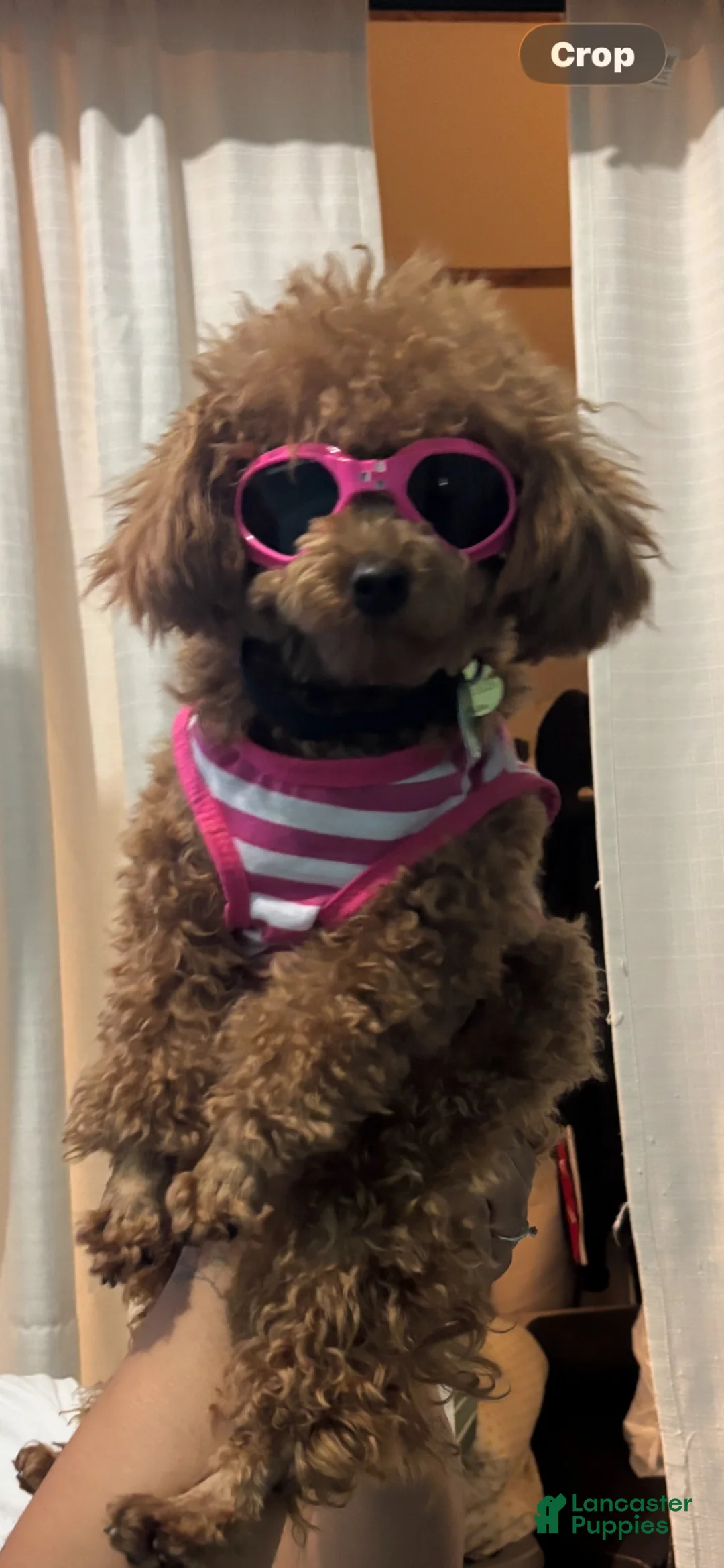 Jackapoo dogs for sale: Macy - Ad 2