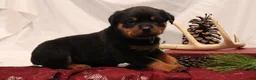 Rottweiler dogs for sale: Astra - Ad 4