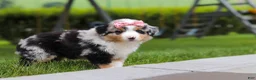 Miniature Australian Shepherd dogs for sale: Brittany - Ad 6