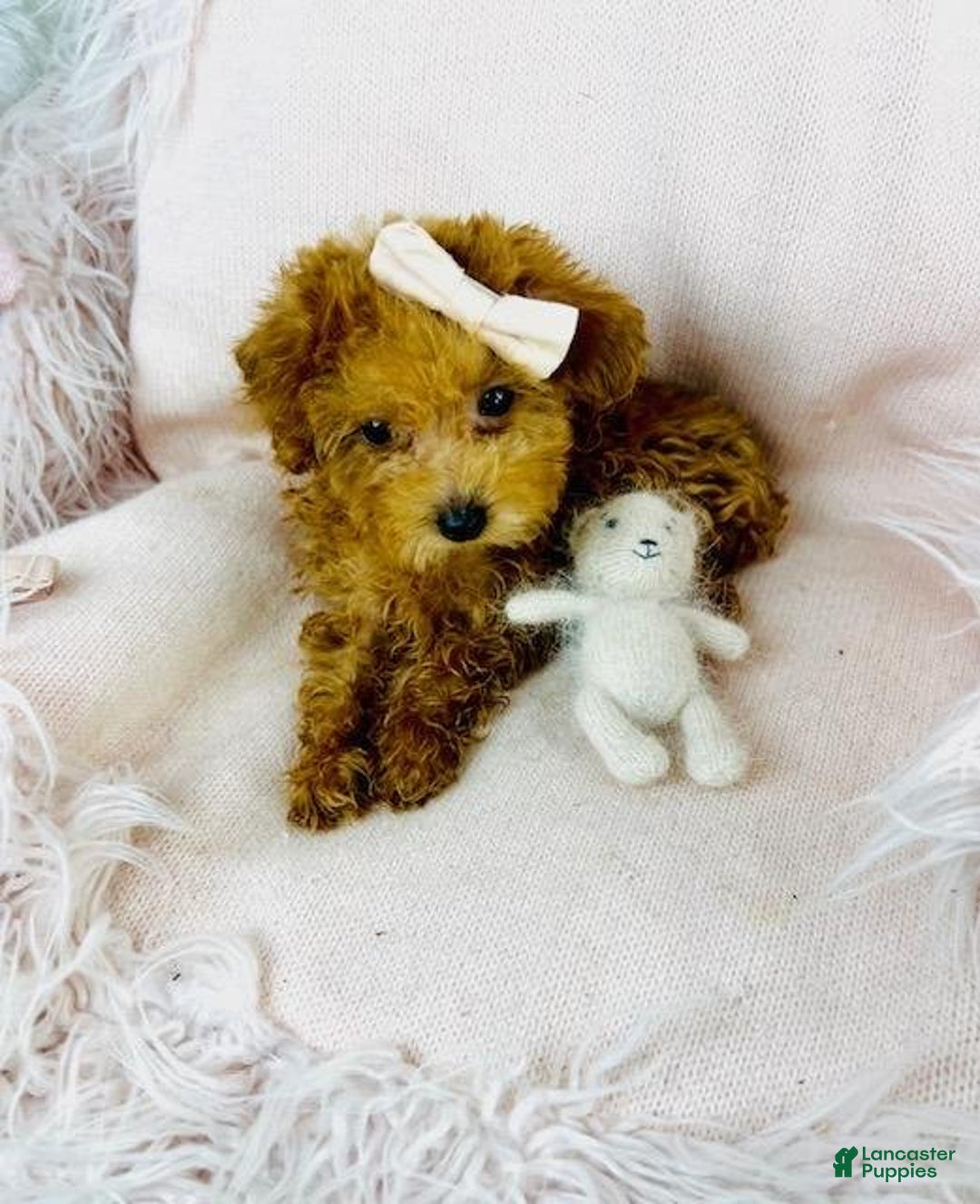 Toy Poodle dogs for sale: Meet Panzy! Toy Poodle Puppy  - Ad 2