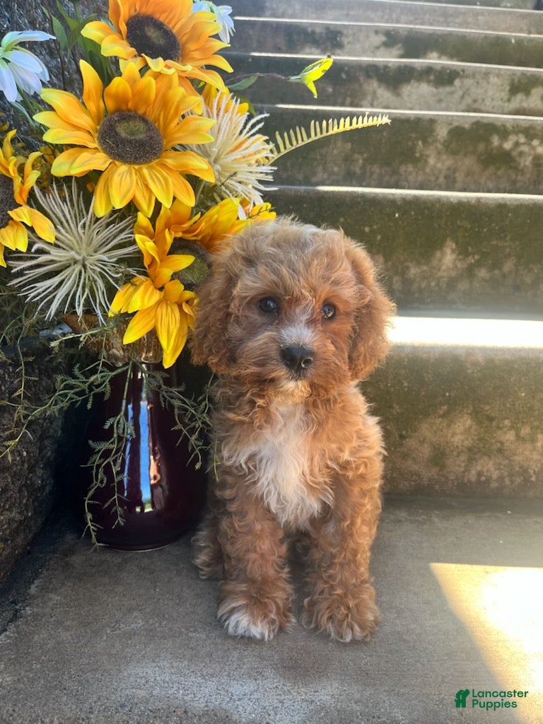Cavapoo dogs for sale: Loki - Ad 2