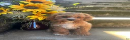 Cavapoo dogs for sale: Loki - Ad 1