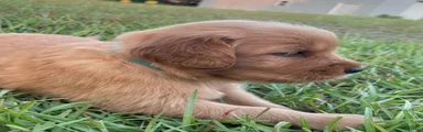 Golden Retriever 6