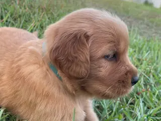 Golden Retriever dogs Golden Retriever 6 - Ad 25