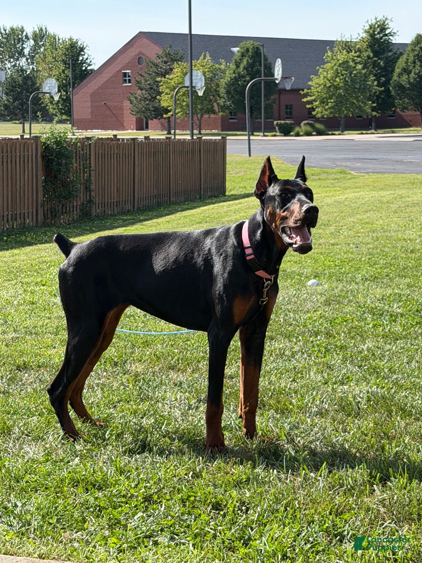 Doberman Pinscher dogs Doberman Pinscher 1 - Ad 40