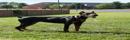 Doberman Pinscher dogs for sale: Doberman Pinscher 1 - Ad 1