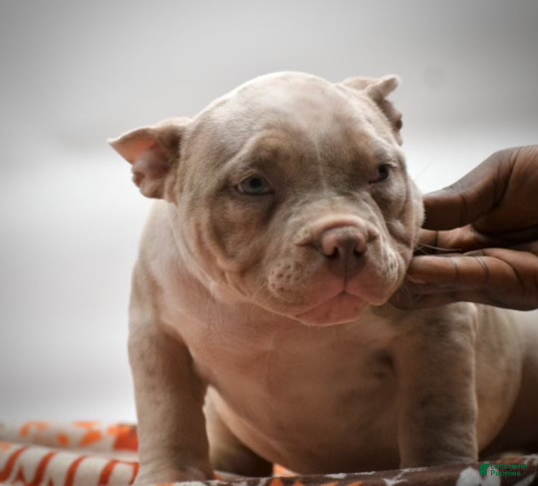 American Bulldog dogs for sale: American Bulldog Puppy 2 - Ad 3