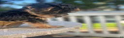 Yorkshire Terrier dogs for sale: Yorkshire Terrier 1 - Ad 6