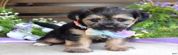 Morkie dogs for sale: Fiona  - Ad 9