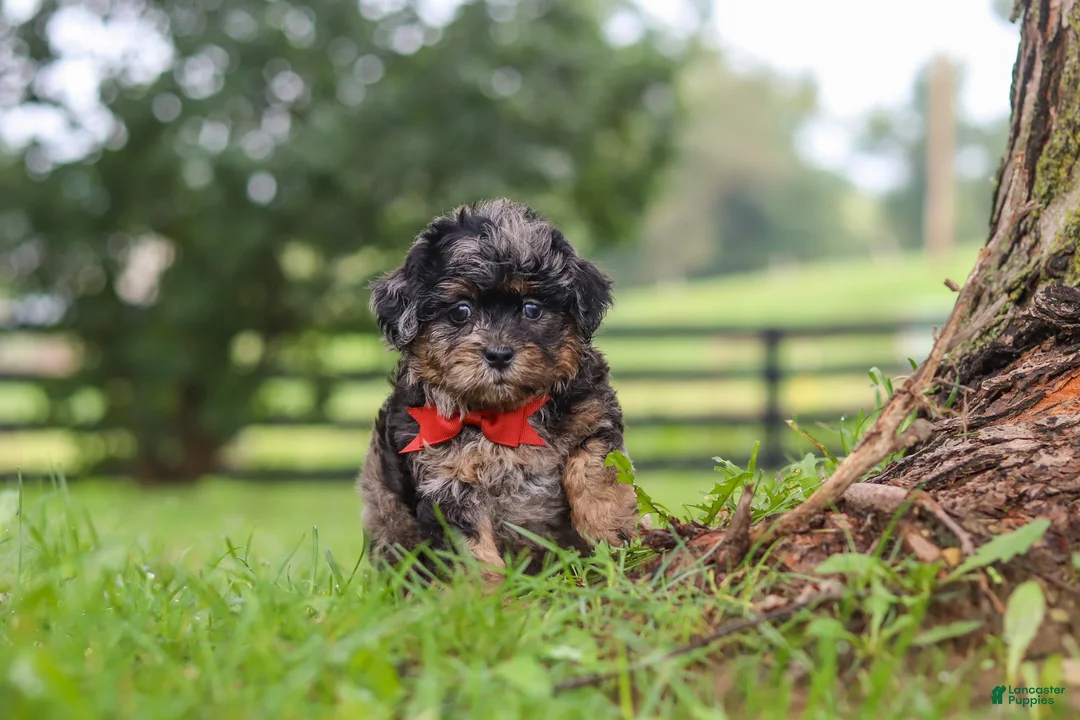 Shihpoo dogs for sale: Koda - Ad 6