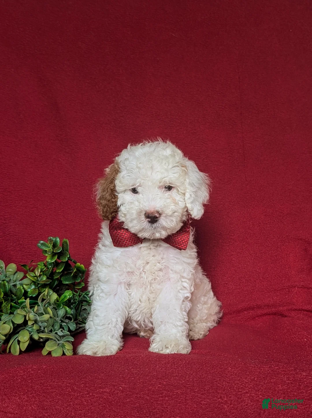 Miniature Poodle dogs for sale: Westin 11 lbs Full Grown - Ad 2