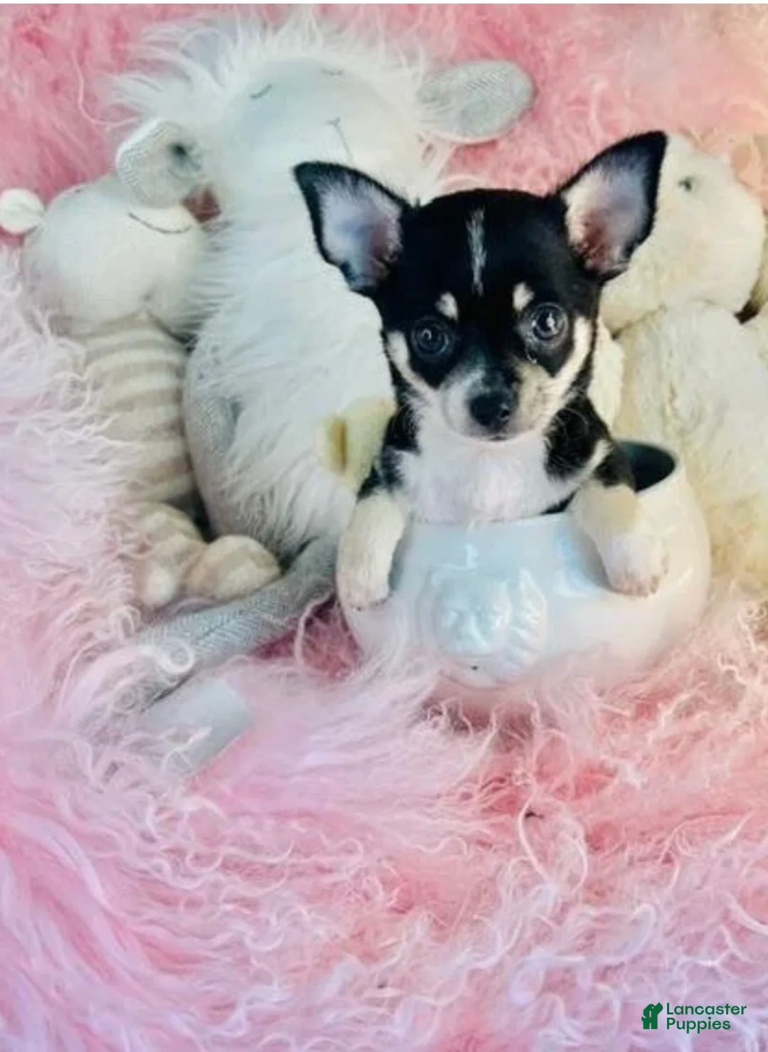 Chihuahua dogs for sale: Chihuahua 1 - Ad 1