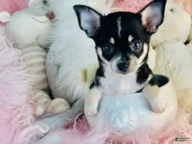 Chihuahua dogs for sale: Chihuahua 1 - Ad 1