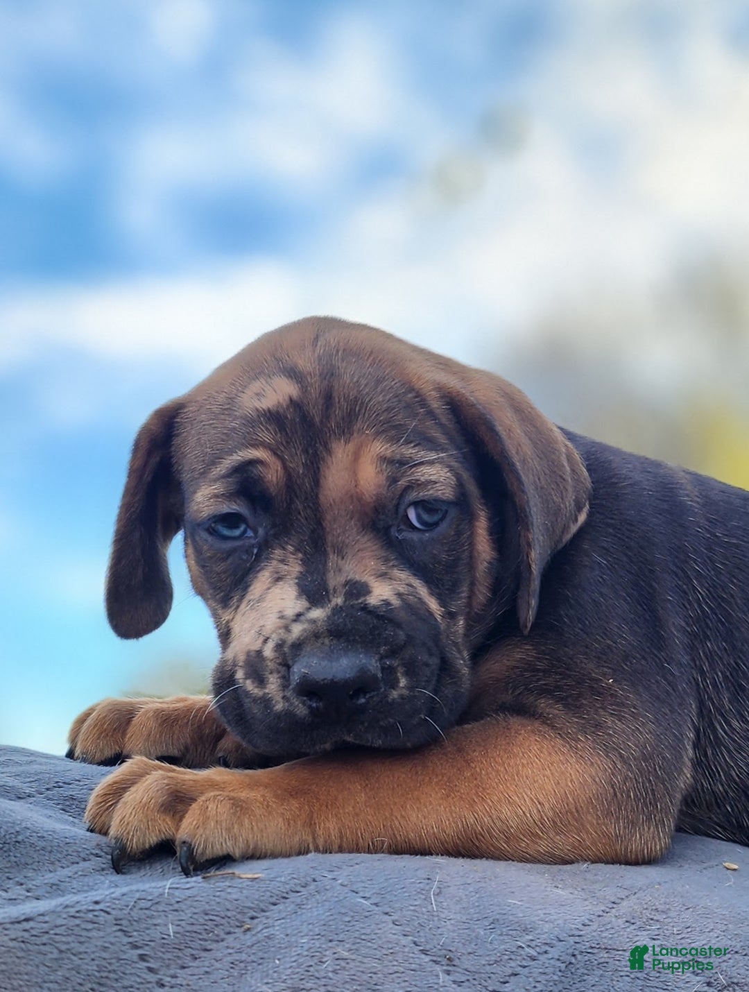 Catahoula Leopard Dog dogs for sale: Tala 2025 Male 2 - Ad 13