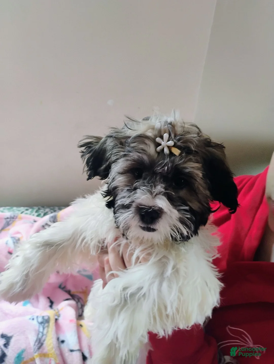 Teddy Bear dogs for sale: Teddy Bear 1 - Ad 6