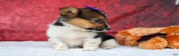 Welsh Corgi Pembroke dogs for sale: Abby🩷  - Ad 18