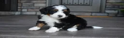 Mini Bernedoodle dogs for sale: Cuddles - Ad 9