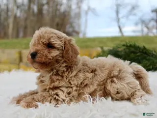 Bichpoo dogs Bichpoo Puppy 2 - Ad 8