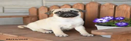 Pug dogs for sale: Alex - Ad 1